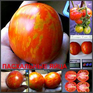 ПАСХАЛЬНЫЕ ЯЙЦА (EASTER EGGS) - красная пестрая сливка, 10 семян