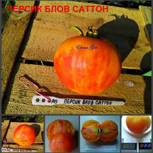 ПЕРСИК БЛОУ САТТОН (Peach Blow Sutton) - опушенный биколор, 10 семян