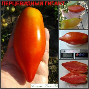 ПЕРЦЕВИДНЫЙ ГИГАНТ (PEPPER GIANT) - крупная красная сливка