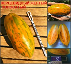 ПЕРЦЕВИДНЫЙ ЖЕЛТЫЙ ПОЛОСАТЫЙ (PEPPER YELLOW STRIPED) - ранняя полевая желтая сливка