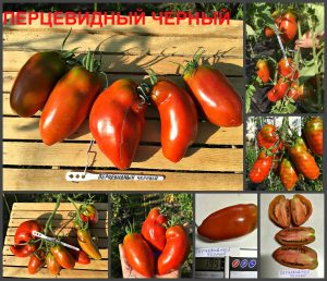 ПЕРЦЕВИДНЫЙ ЧЕРНЫЙ (PEPPER BLACK) - крупная шоколадная сливка, 5 семян ПЕРЦЕВИДНЫЙ ЧЕРНЫЙ (PEPPER BLACK) - крупная шоколадная сливка, 5 семян
