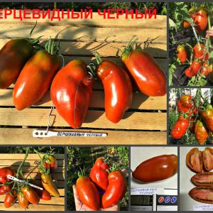ПЕРЦЕВИДНЫЙ ЧЕРНЫЙ (PEPPER BLACK) - крупная шоколадная сливка, 5 семян