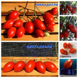 ПИККАДИЛЛИ (PICCADILLY) - красная сливка для хранения, 10 семян