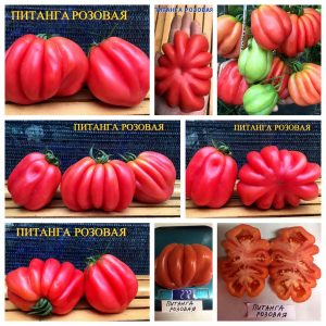 ПИТАНГА РОЗОВАЯ (PITANGA PINK) - ранний красный трюфель, 10 семян
