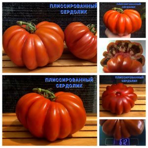 ПЛИССИРОВАННЫЙ СЕРДОЛИК (PLEATED CARNELIAN) - красный гофрированный крупноплод, 10 семян