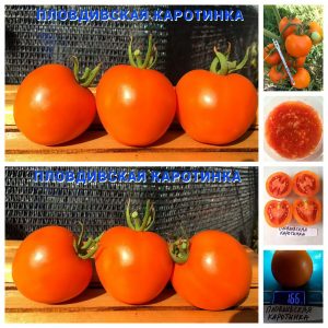 ПЛОВДИВСКАЯ КАРОТИНКА (PLOVDIV KAROTINKA) - оранжевый лечебный томат, 10 семян