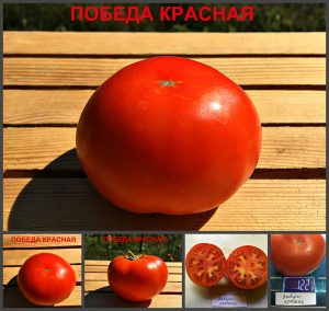 ПОБЕДА КРАСНАЯ (VICTORY RED) - ранний полевой урожайный красный томат