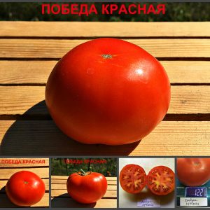 ПОБЕДА КРАСНАЯ (VICTORY RED) - ранний полевой урожайный красный томат