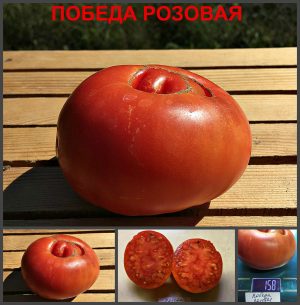 ПОБЕДА РОЗОВАЯ (VICTORY PINK) - ранний полевой урожайный розовый томат, 10 семян ПОБЕДА РОЗОВАЯ (VICTORY PINK) - ранний полевой розовый томат