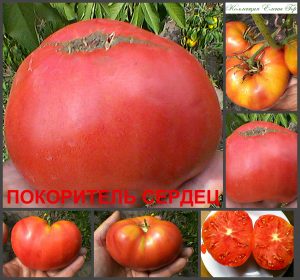ПОКОРИТЕЛЬ СЕРДЕЦ (CONQUER OF HEARTS) - розовый бифштекс, 10 семян