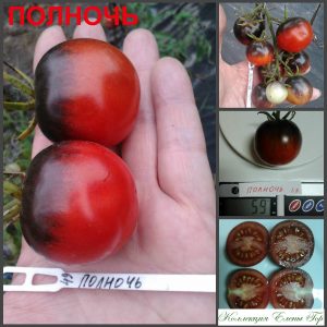 ПОЛНОЧЬ (MIDNIGHT) - ранний красно-синий сладкий томат, 10 семян