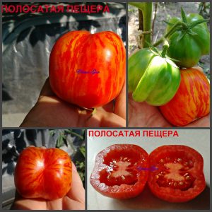 ПОЛОСАТАЯ ПЕЩЕРА (STRIPED CAVE) - красный пестрый томат для фаршировки, 10 семян