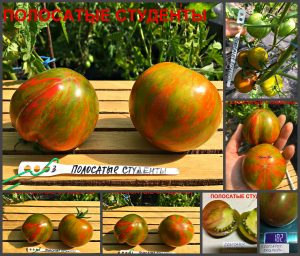 ПОЛОСАТЫЕ СТУДЕНТЫ (STRIPED STUDENTS) - ранний сладкий биколор, 10 семян