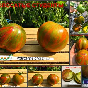 ПОЛОСАТЫЕ СТУДЕНТЫ (STRIPED STUDENTS) - ранний сладкий биколор, 10 семян
