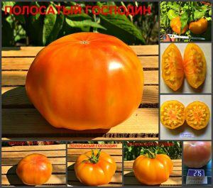 ПОЛОСАТЫЙ ГОСПОДИН (Mr. Stripey) - оранжевый биколор, 10 семян