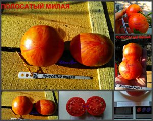 ПОЛОСАТАЯ МИЛАЯ (STRIPED SWEETHEART) - ранний красный пестрый томат, 10 семян