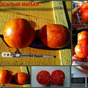 ПОЛОСАТАЯ МИЛАЯ (STRIPED SWEETHEART) - ранний красный пестрый томат, 10 семян