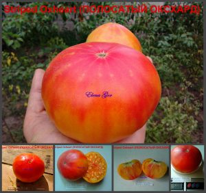 ПОЛОСАТЫЙ ОКСХАРТ (Striped Oxheart) - яркий красный биколор, 10 семян