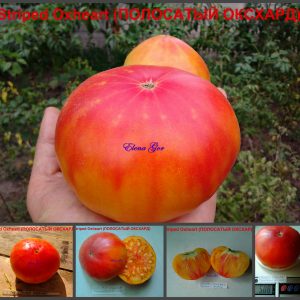ПОЛОСАТЫЙ ОКСХАРТ (Striped Oxheart) - яркий красный биколор, 10 семян
