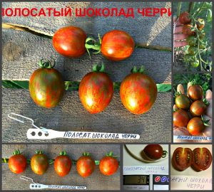 ПОЛОСАТЫЙ ШОКОЛАД ЧЕРРИ (STRIPED CHERRY CHOCOLATE) - ранняя шоколадная сливка, 10 семян