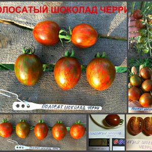 ПОЛОСАТЫЙ ШОКОЛАД ЧЕРРИ (STRIPED CHERRY CHOCOLATE) - ранняя шоколадная сливка, 10 семян