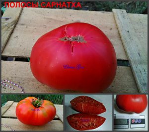 ПОЛОСЫ САРНАТХА (STRIPES of SYRNATH) - малиновый крупный бифштекс, 10 семян