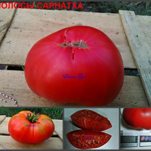 ПОЛОСЫ САРНАТХА (STRIPES of SYRNATH) - малиновый крупный бифштекс, 10 семян