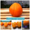 ПОЛТАВСКАЯ ГАЛУШКА - ранний полевой урожайный оранжевый