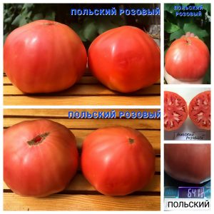 ПОЛЬСКИЙ РОЗОВЫЙ (POLISH PINK) - ранний розовый крупный бифштекс, 10 семян