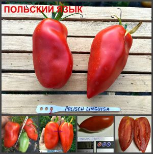 ПОЛЬСКИЙ ЯЗЫК (ЛИНГВИЗА) (POLISCH LINGUISA) - красная урожайная сливка, 10 семян