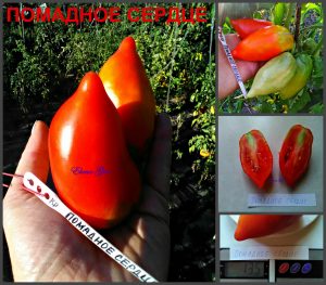 ПОМАДНОЕ СЕРДЦЕ (HEART FUDGE) - ранняя красная урожайная сливка, 10 семян