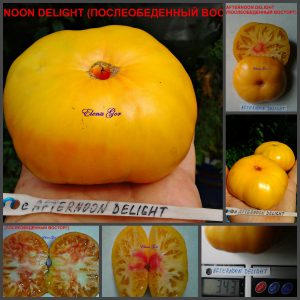 ПОСЛЕОБЕДЕННЫЙ ВОСТОРГ - среднеспелый редкой окраски сорт