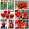 ПОЦЕЛУЙ ГЕРАНИ