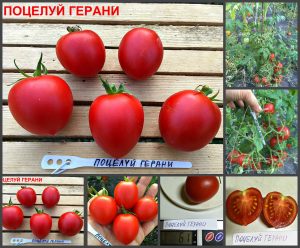 ПОЦЕЛУЙ ГЕРАНИ (GERANIUM KISS) - красная урожайная сливка, сложная кисть, 10 семян