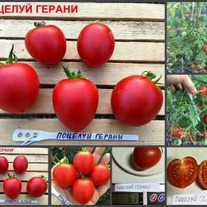 ПОЦЕЛУЙ ГЕРАНИ (GERANIUM KISS) - красная урожайная сливка, сложная кисть, 10 семян