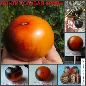 ПОЧТИ ГОЛУБАЯ КРОВЬ (Alki Blue Blood) - ранний оранжево-синий томат, антоциан, 10 семян