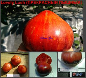 ПРЕКРАСНЫЙ ПЫШНЫЙ (LOVELY LUSH), США. Сорт от Брэда Гейтса