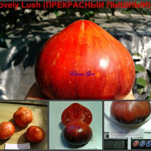 ПРЕКРАСНЫЙ ПЫШНЫЙ (LOVELY LUSH), США. Сорт от Брэда Гейтса