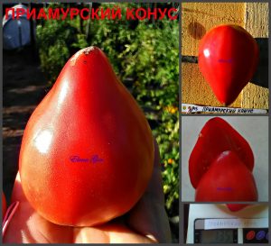 ПРИАМУРСКИЙ КОНУС (PRIAMUR CONE) - раннее малиновое сердце, 5 семян