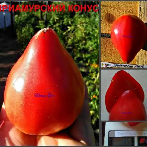 ПРИАМУРСКИЙ КОНУС (PRIAMUR CONE) - раннее малиновое сердце, 5 семян
