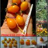 Сорт помидоров ПРИНЦЕССА