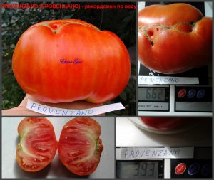 ПРОВЕНЦАНО (PROVENZANO) - красный крупный бифштекс, 10 семян