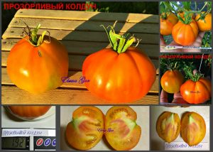 Томаты ПРОЗОРЛИВЫЙ КОЛДУН