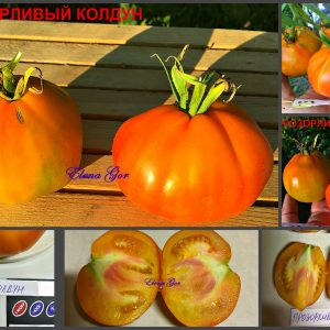 Томаты ПРОЗОРЛИВЫЙ КОЛДУН