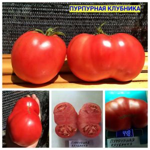 ПУРПУРНАЯ КЛУБНИКА - раннее розовое крупное сердце