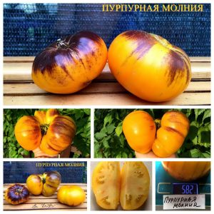 ПУРПУРНАЯ МОЛНИЯ (PURPLE LIGHTNING) - ранний желто-синий томат