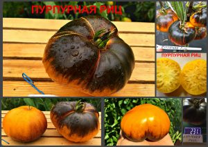 ПУРПУРНАЯ РИЦА (PURPURA RITS) - оранжево-синий томат