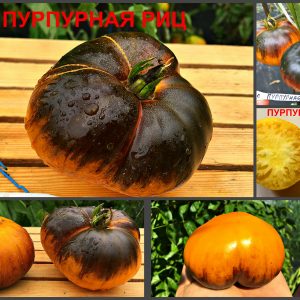 ПУРПУРНАЯ РИЦА (PURPURA RITS) - оранжево-синий томат