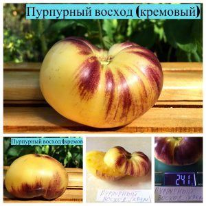 ПУРПУРНЫЙ ВОСХОД (PURPLE SUNRISE CREAM) - кремово-синий бифштекс