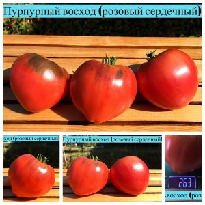 ПУРПУРНЫЙ ВОСХОД РОЗОВЫЙ - розово-синее сердце томат